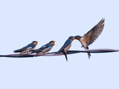 HIRONDELLE RUSTIQUE / BARN SWALLOW / Aout 2021