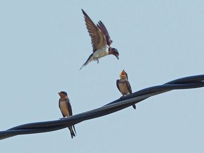 HIRONDELLE RUSTIQUE / BARN SWALLOW / Aout 2021