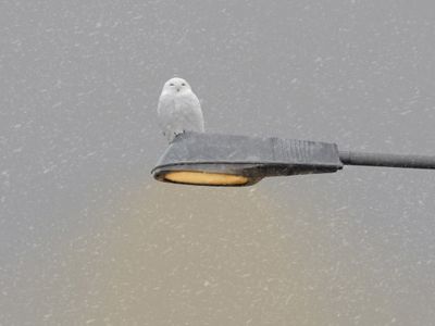 Pierre Joly PHOTOGRAPHE FocusNature