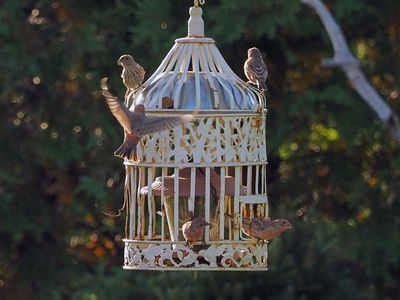 Mangeoirs /Anti-Gros-Oiseaux-cureils-Ratons