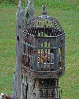Mangeoirs /Anti-Gros-Oiseaux-cureils-Ratons