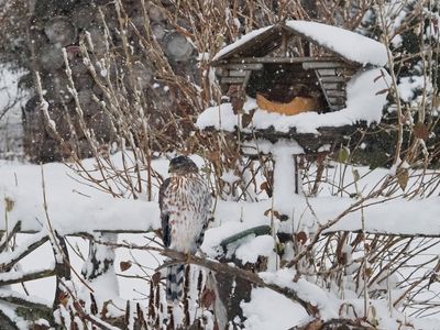 Christmas Bird Count (CBC) Recensement des oiseaux de Nol 17 Dc 2022 b www.jpg