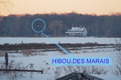 Hibou des marais / Photo maison