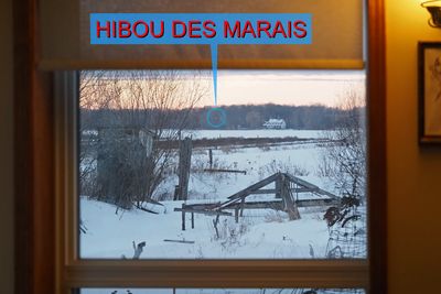 Hiboux des marais / Photo maison