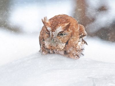 Eastern screech owl / Petit-duc macul (forme rousse) 3 FVIER 2023 / -38c