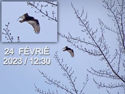 Turkey vulture / Urubu  tte rouge