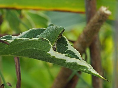 RAINETTE VERSICOLORE / Tree Frog