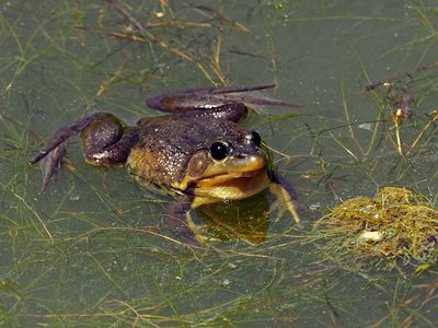 GRENOUILLE AUX YEUX NOIRS / Black eyed frog