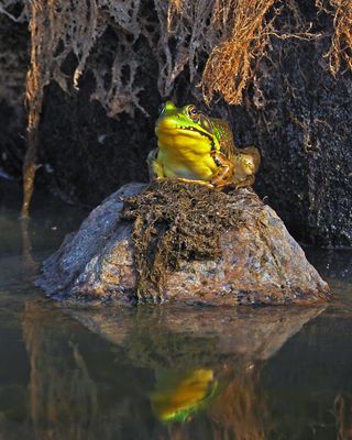 GRENOUILLE VERTE / La reine de la montagne!