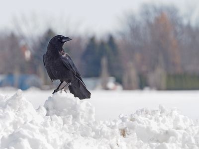 GRAND CORBEAU
