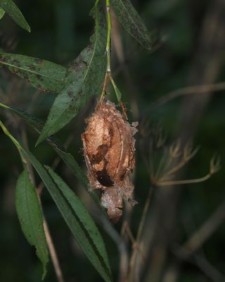 COCON du Polyphme d'Amrique (Antheraea polyphemus)