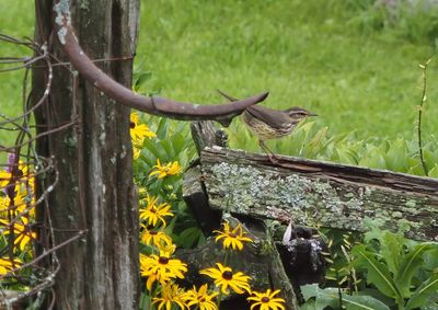 Paruline des ruisseaux (#161 / 2023)