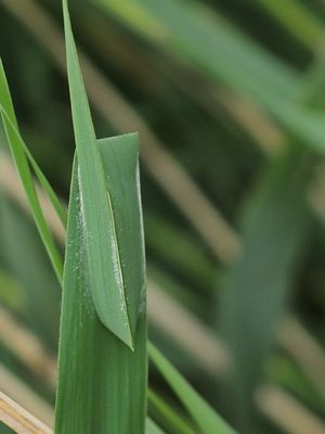 Clubiona phragmitis Canadensis / Leaf-curling Sac Spider