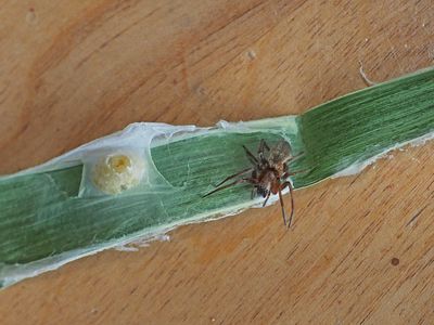 Clubiona phragmitis Canadensis / Leaf-curling Sac Spider