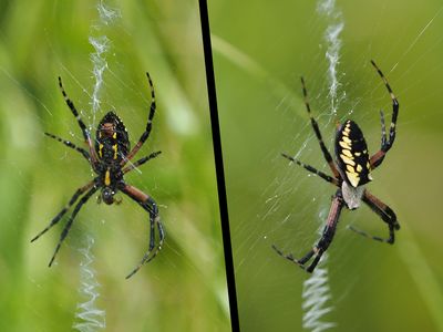 Argiope Aurantia  / ARGIOPE KEYSERLINGI