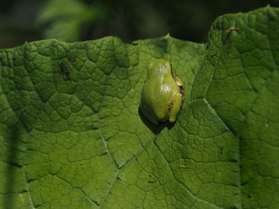 Gray tree frog / Hyla versicolor / Rainette versicolore