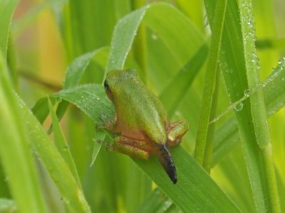 Rainette versicolore / Gray tree frog / Hyla versicolo