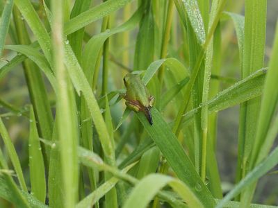 Rainette versicolore / Gray tree frog / Hyla versicolo