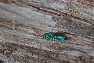 Gupe meraude / Emerald jewel wasps / Trichrysis cynanea (Hymenoptera, Chrysididae)