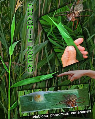 PHRAGMITIS pour PHRAGMITE (Clubiona phragmitis Canadensis) Sac Spider / Leaf-curling Sac Spider 