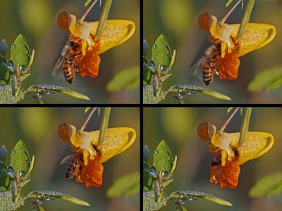 Abeille domestique (Apis mellifera)