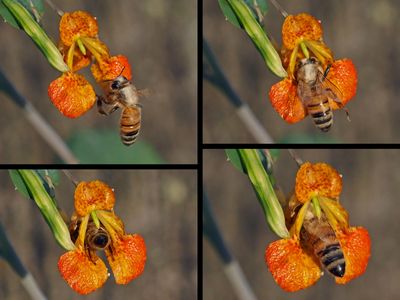 Abeille domestique (Apis mellifera)