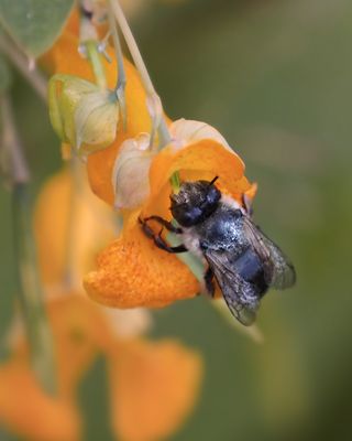 Abeille osmie / abeille maonne