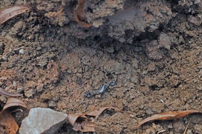Salamandre  points bleus (Ambystoma laterale-texanum) 1 / Nov / 2022  L'co-Lot