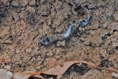 Salamandre  points bleus (Ambystoma laterale-texanum) 1 / Nov / 2022  L'co-Lot