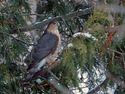 pervier de Cooper / Cooper's Hawk