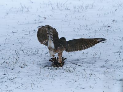 Cooper's Hawk / pervier de Cooper 