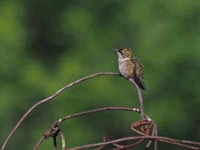COLIBRI  GORGE RUBIS / Ruby-throated Hummingbird