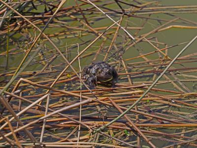 Crapaud 2024