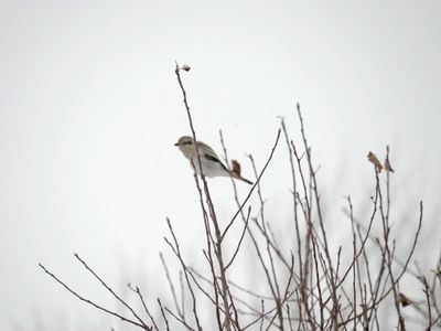 Pie griche grise / Great grey shrike /  Klapekster / Northern Shrike / Mars 2024