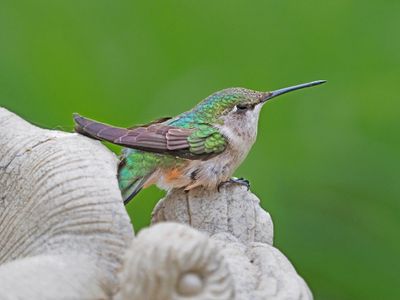 Colibri  gorge rubis
