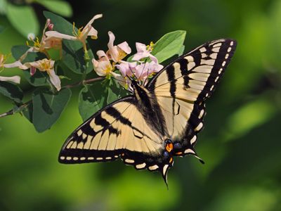 Papillon tigr du Canada