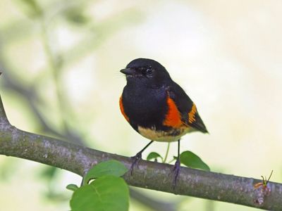 Paruline flamboyante (M)