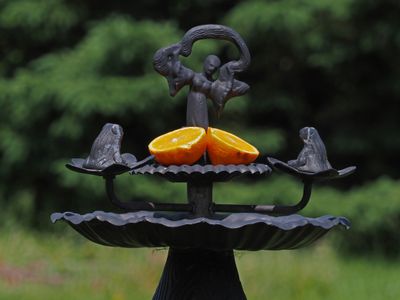 Oriole et colibri
