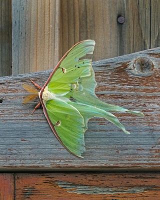 Papillon lune / Actias luna 