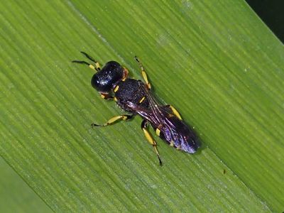 Square-headed Wasp (Ectemnius continuus - Female)