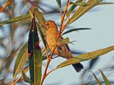 Passerin indigo (F)