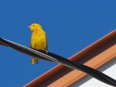 Paruline jaune