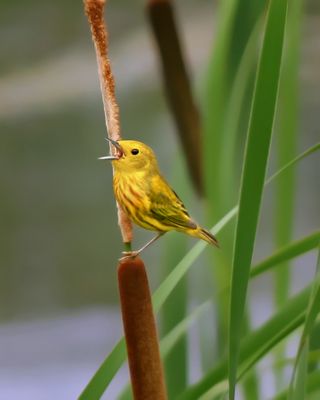 Paruline jaune