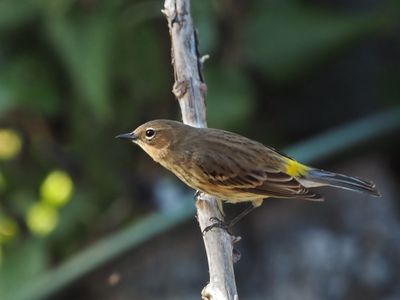 Paruline croupion jaune