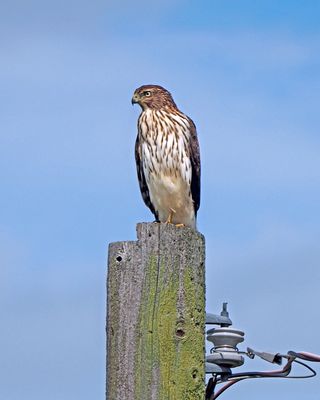 pervier brun / Sharp-shinned Hawk