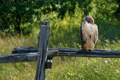 SE  QUEUE ROUSSE / RED TAILDED HAWK