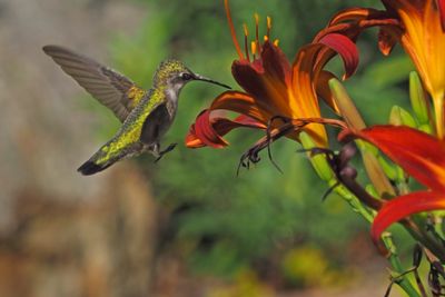  COLIBRI GORGE RUBIS / Ruby-throated Hummingbird