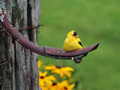 Chardonneret jaune