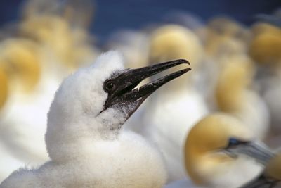 Pierre Joly PHOTOGRAPHE FocusNature