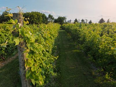 Vignoble du mouton noir / 24